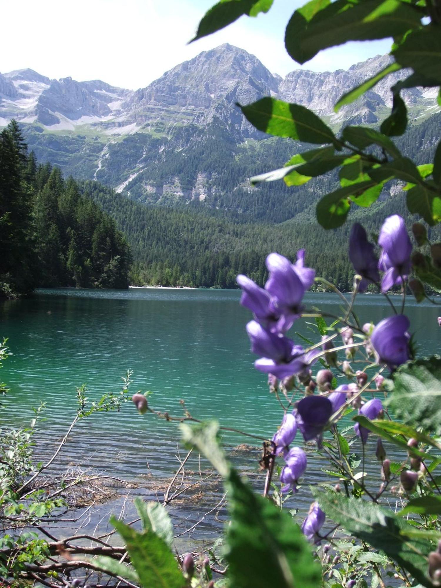 Active Hotel Monte Giner Mezzana (Trentino Alto Adige) Exterior foto